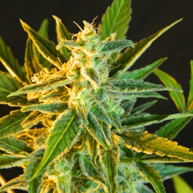 Auto Big Bang семена каннабиса